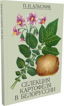 
Селекция картофеля в Белоруссии. Альсмик
