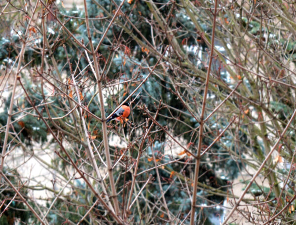 Книги о птицах