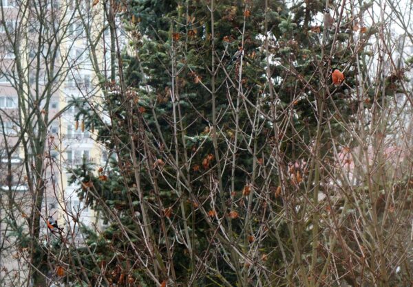 Книги о птицах