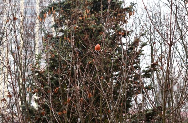 Книги о птицах