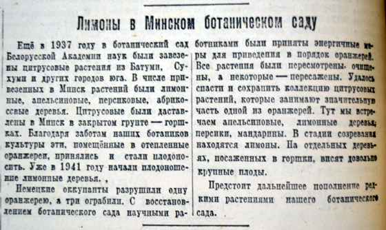 Лимоны в Минском ботаническом саду