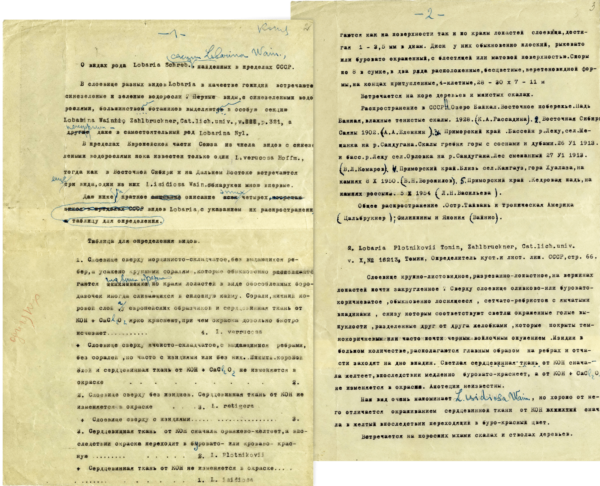 М.П. Томин. Статья «О видах рода Lobaria Schreb. секции Lobaria Wain., найденных в пределах СССР». 1950-е гг.