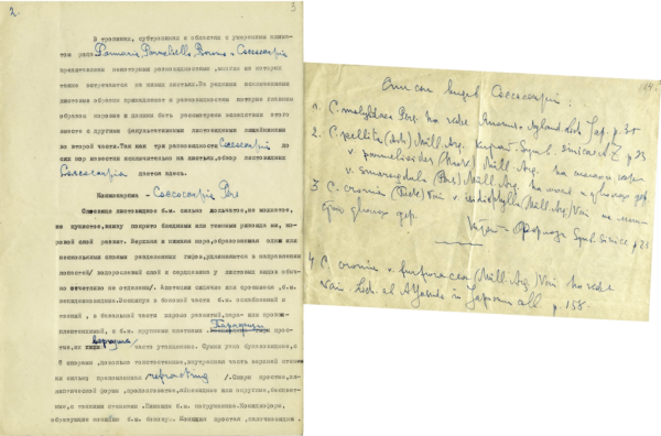 М.П. Томин. Работа, касающаяся определения лишайников рода Coccocarpia. 1950-е гг.