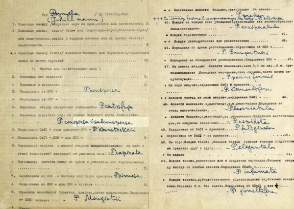 Таблица для определения лишайников рода Parmelia. 1950-е гг.
