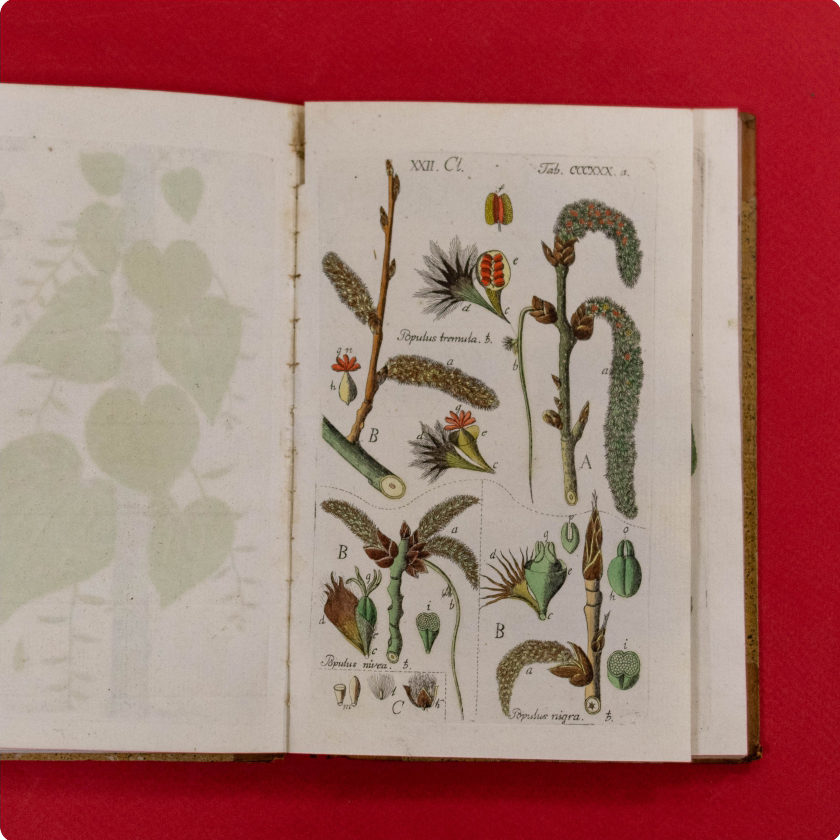 Botanisches Handbuch, vols. 4