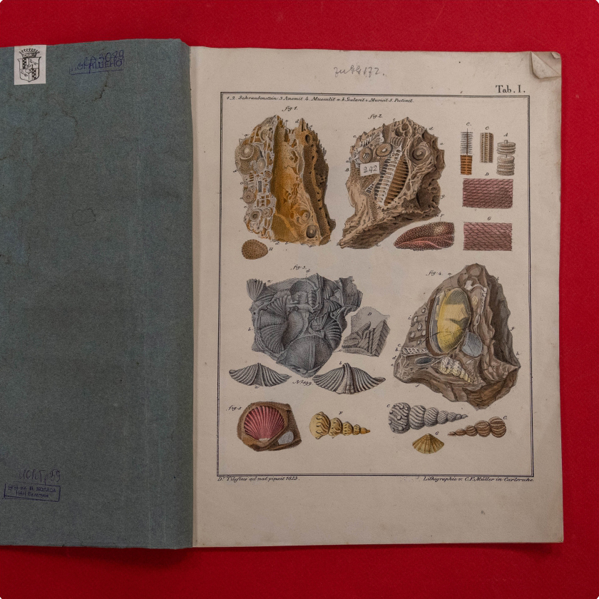 Tilesius von Tilenau, Wilhelm Gottlieb