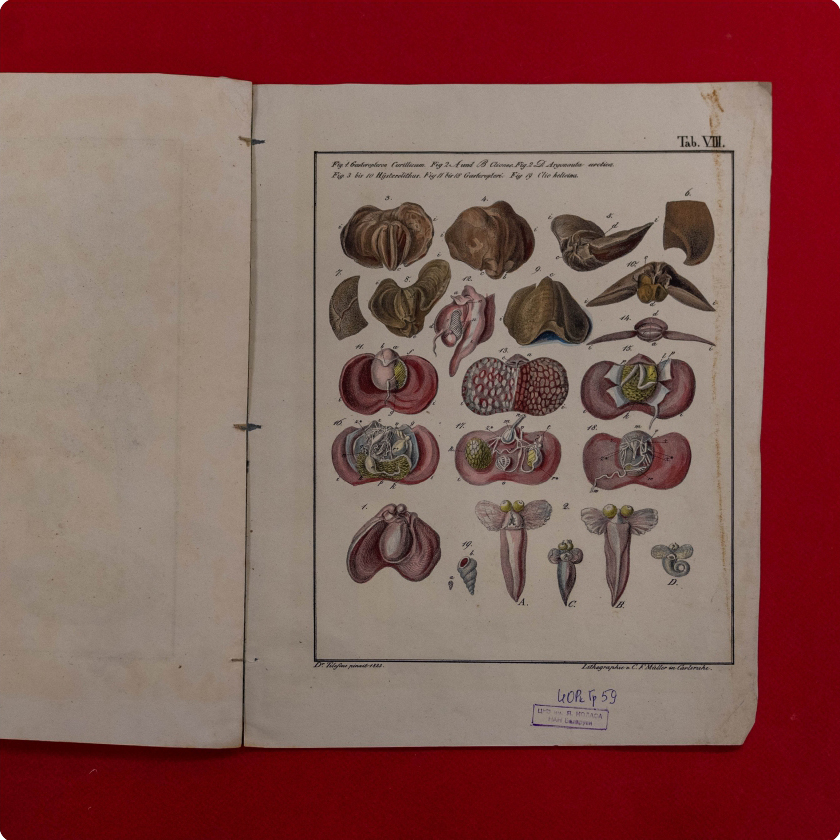 Tilesius von Tilenau, Wilhelm Gottlieb