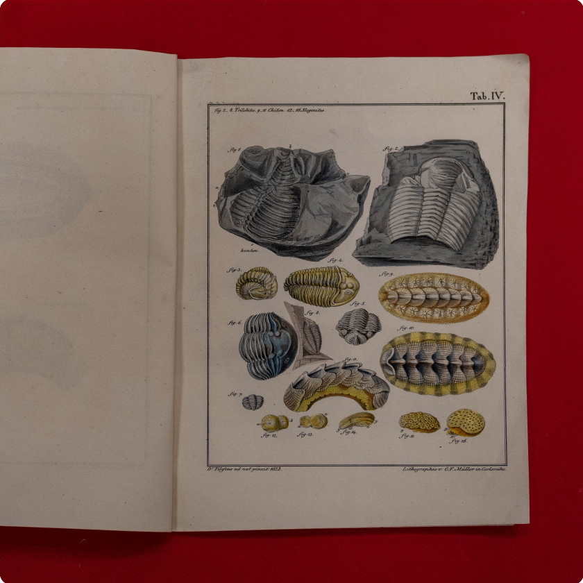 Tilesius von Tilenau, Wilhelm Gottlieb