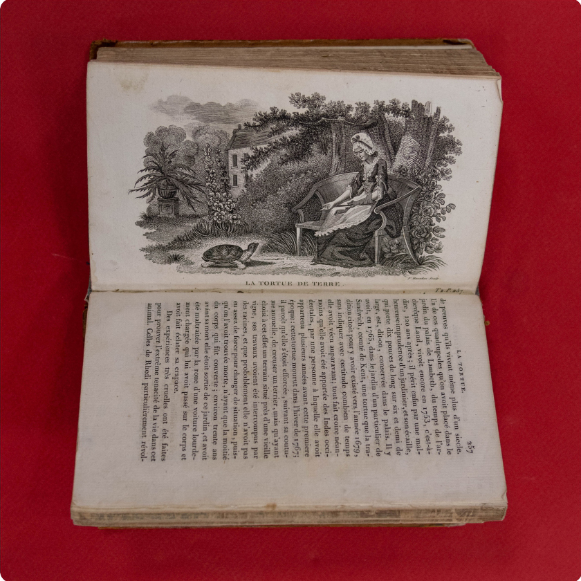 «Le cabinet du jeune naturaliste ou Tableaux intéressants de l'histoire des animaux»